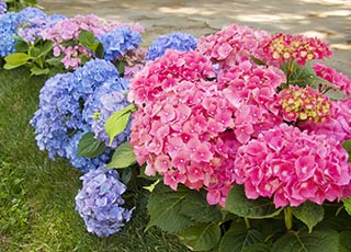 Plant Rentals
