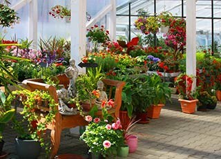 Plant Sales