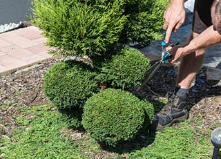 Tree pruning 