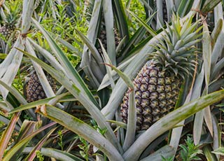 Tropical Plants